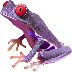 Purple Red-Eyed Frog